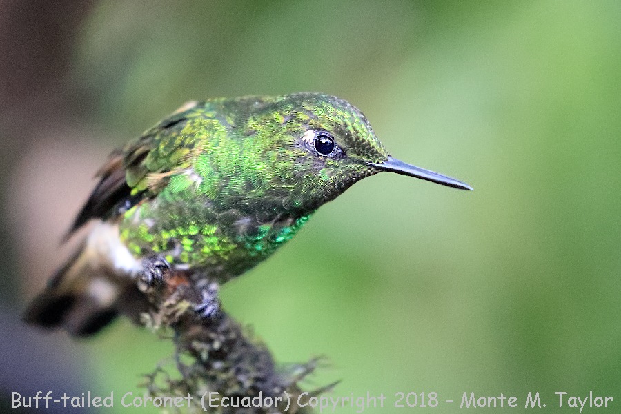 Buff-tailed Coronet -November- (Bellavista, Ecuador)