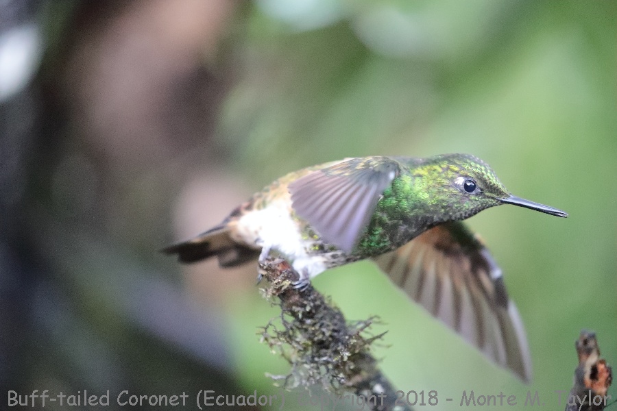 Buff-tailed Coronet -November- (Bellavista, Ecuador)