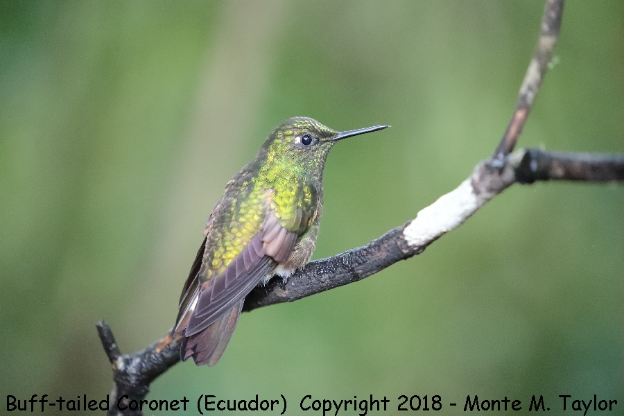 Buff-tailed Coronet -November- (Bellavista, Ecuador)