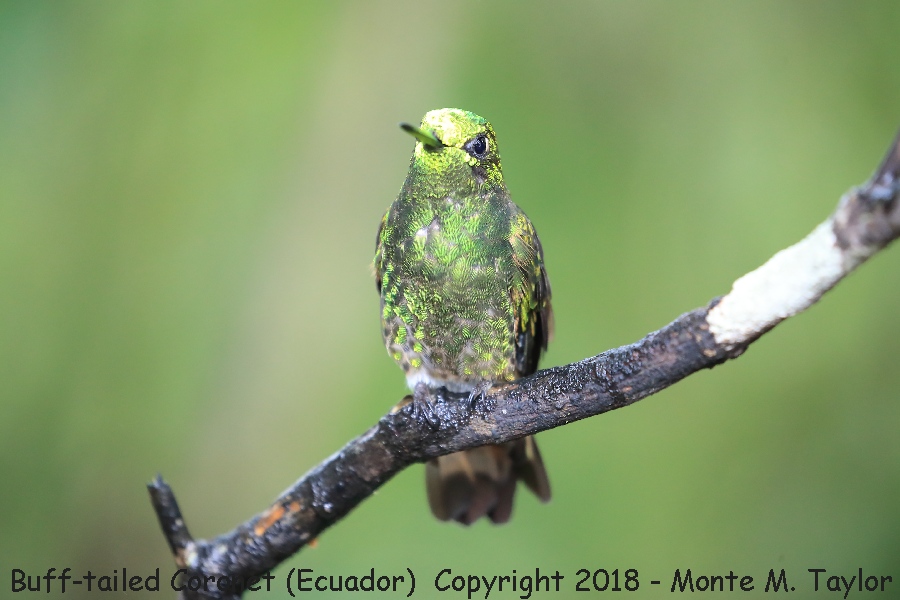 Buff-tailed Coronet -November- (Bellavista, Ecuador)