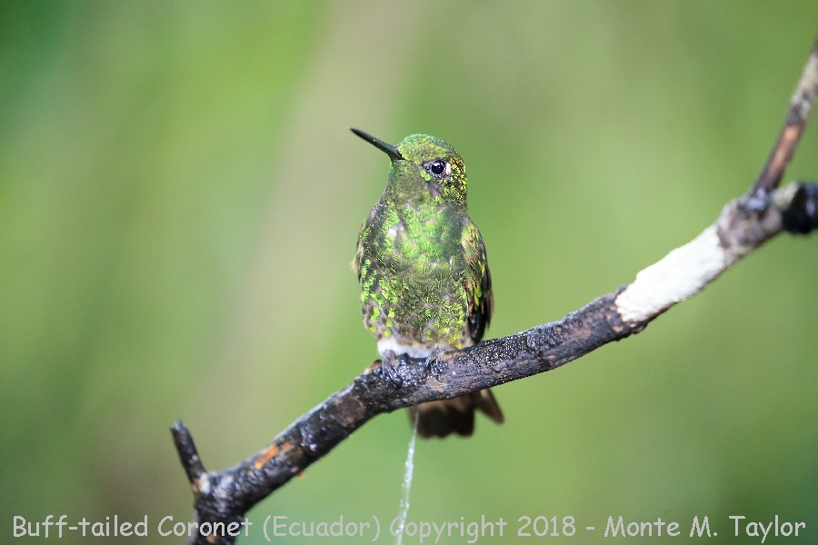 Buff-tailed Coronet -November- (Bellavista, Ecuador)