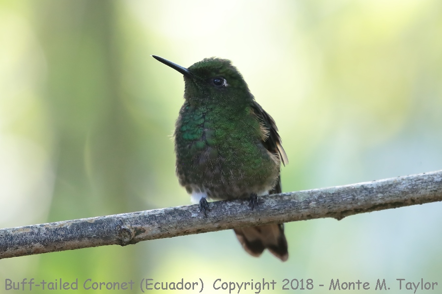 Buff-tailed Coronet -November- (Bellavista, Ecuador)