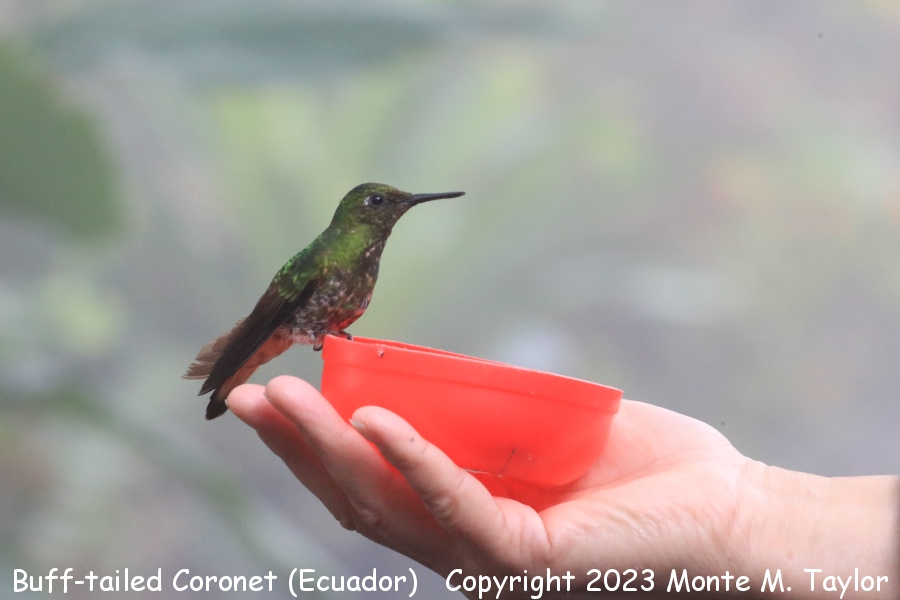 Buff-tailed Coronet -November- (Bellavista, Ecuador)