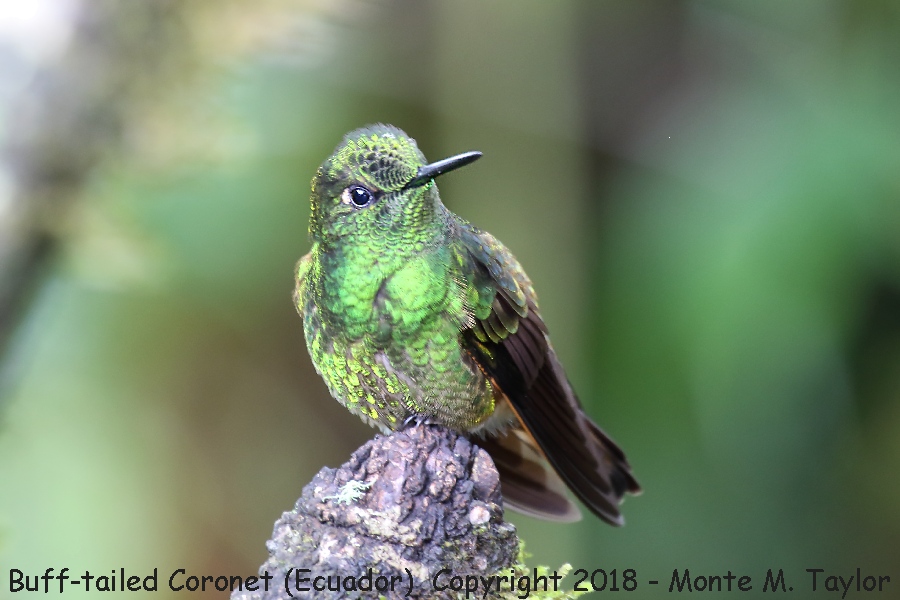 Buff-tailed Coronet -November- (Bellavista, Ecuador)