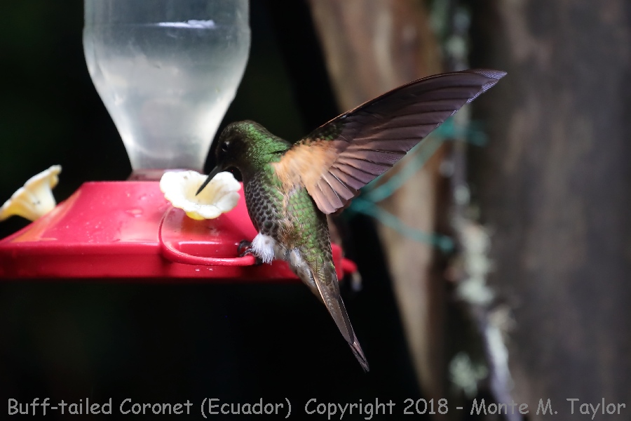 Buff-tailed Coronet -November- (Guango Lodge, Ecuador)