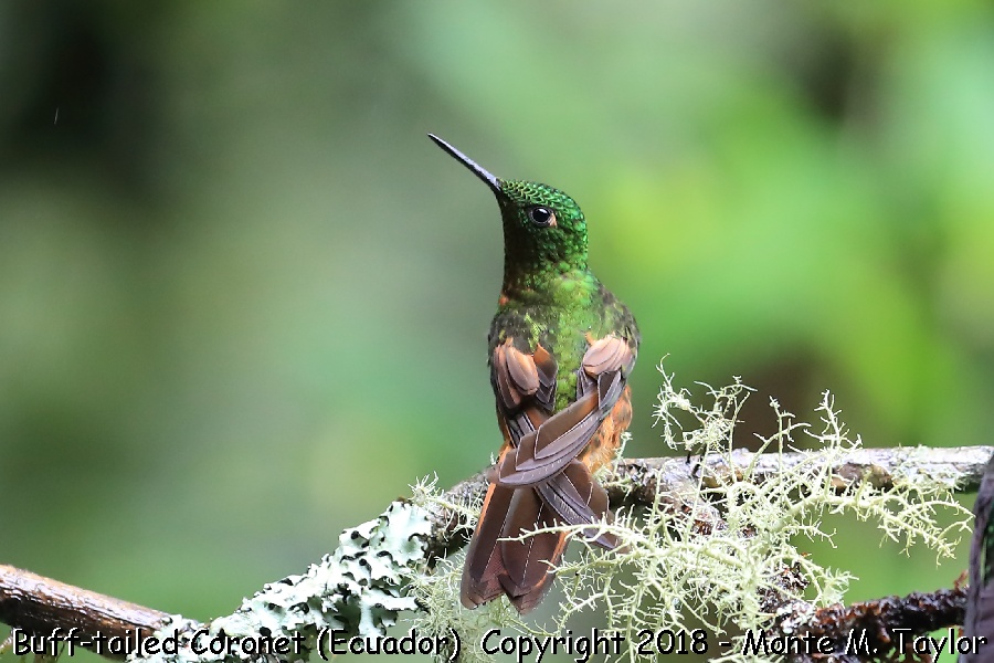 Buff-tailed Coronet -November- (Guango Lodge, Ecuador)