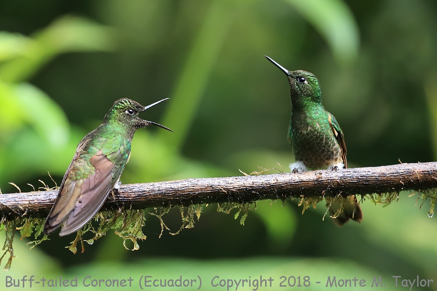 Buff-tailed Coronet -November- (Guango Lodge, Ecuador)