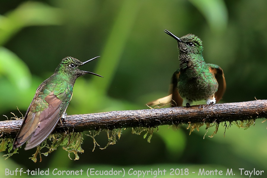 Buff-tailed Coronet -November- (Guango Lodge, Ecuador)