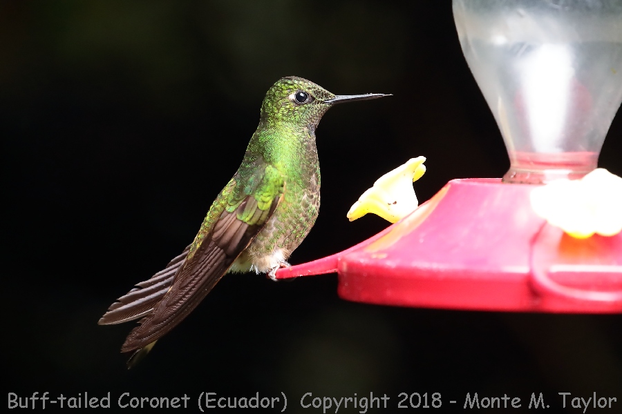 Buff-tailed Coronet -November- (Guango Lodge, Ecuador)