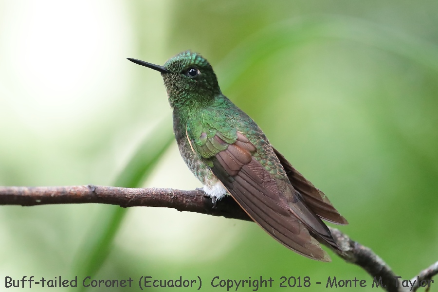 Buff-tailed Coronet -November- (Guango Lodge, Ecuador)