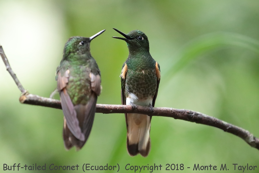 Buff-tailed Coronet -November- (Guango Lodge, Ecuador)