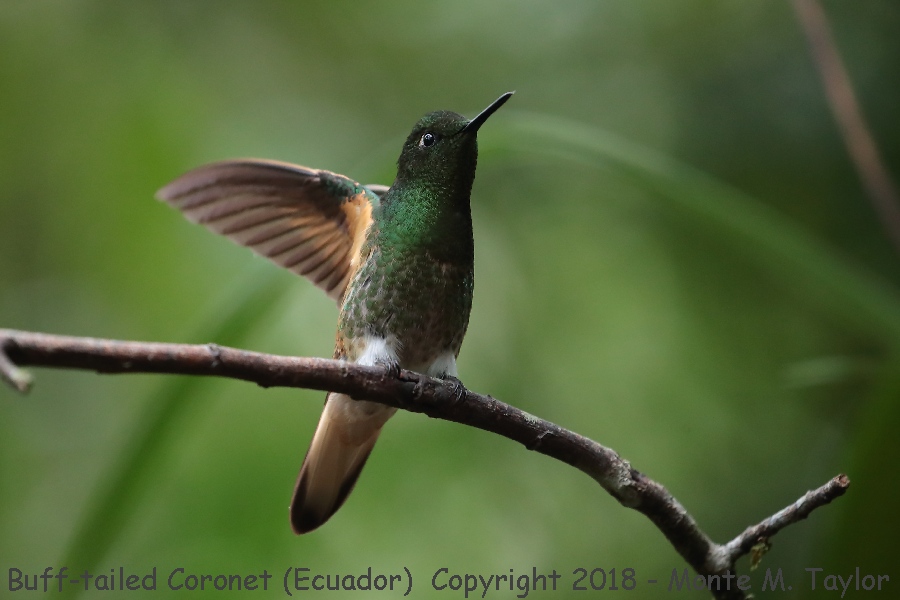 Buff-tailed Coronet -November- (Guango Lodge, Ecuador)