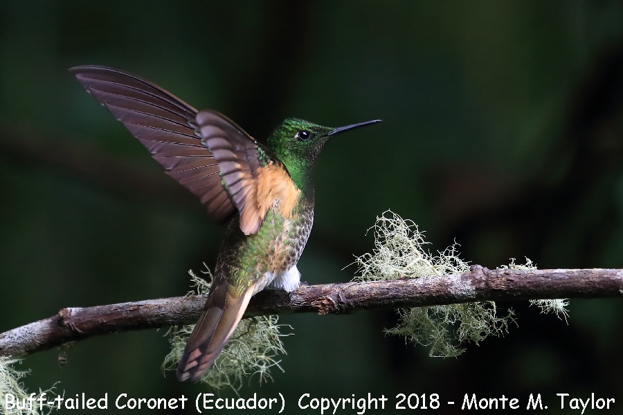 Buff-tailed Coronet -November- (Guango Lodge, Ecuador)