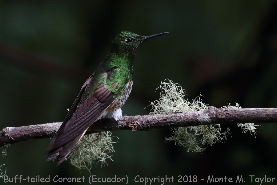 Buff-tailed Coronet -November- (Guango Lodge, Ecuador)