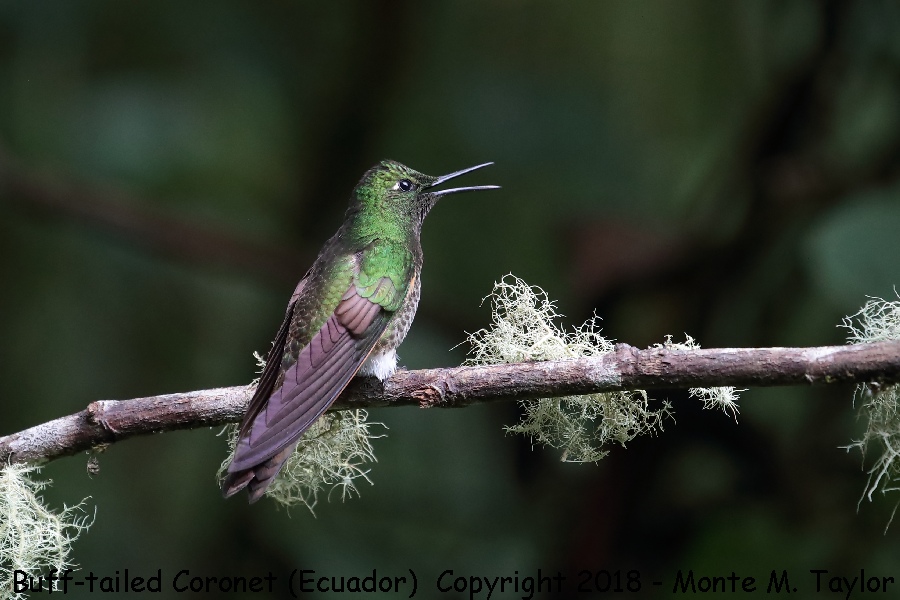 Buff-tailed Coronet -November- (Guango Lodge, Ecuador) 
