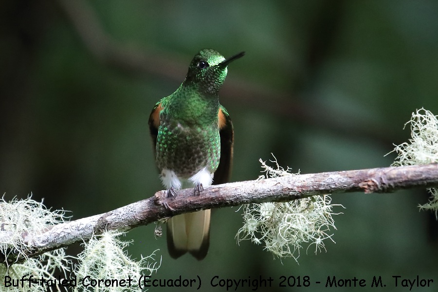Buff-tailed Coronet -November- (Guango Lodge, Ecuador)