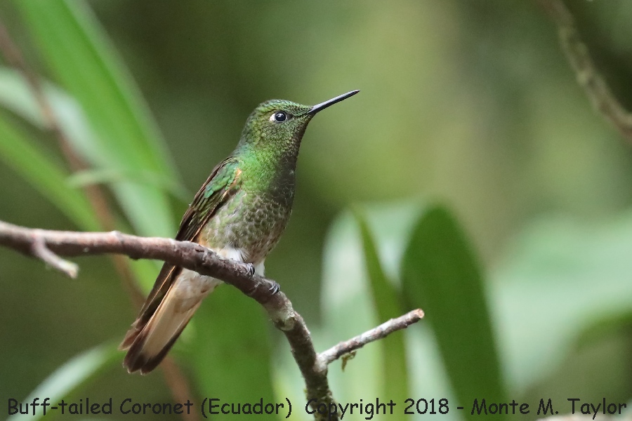 Buff-tailed Coronet -November- (Guango Lodge, Ecuador)