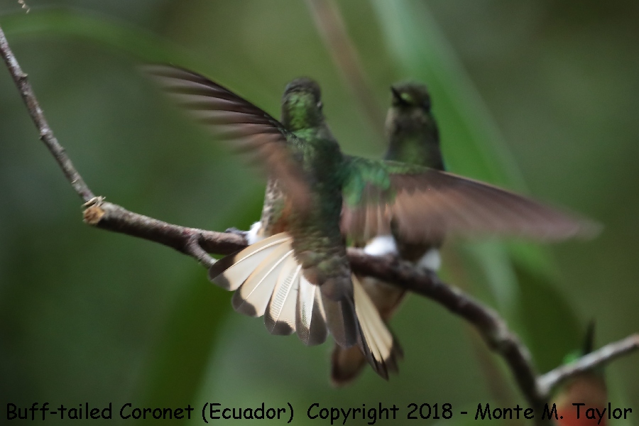 Buff-tailed Coronet -November- (Guango Lodge, Ecuador)