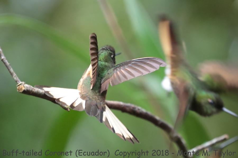 Buff-tailed Coronet -November- (Guango Lodge, Ecuador)