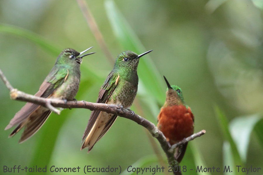 Buff-tailed Coronet -November- (Guango Lodge, Ecuador)