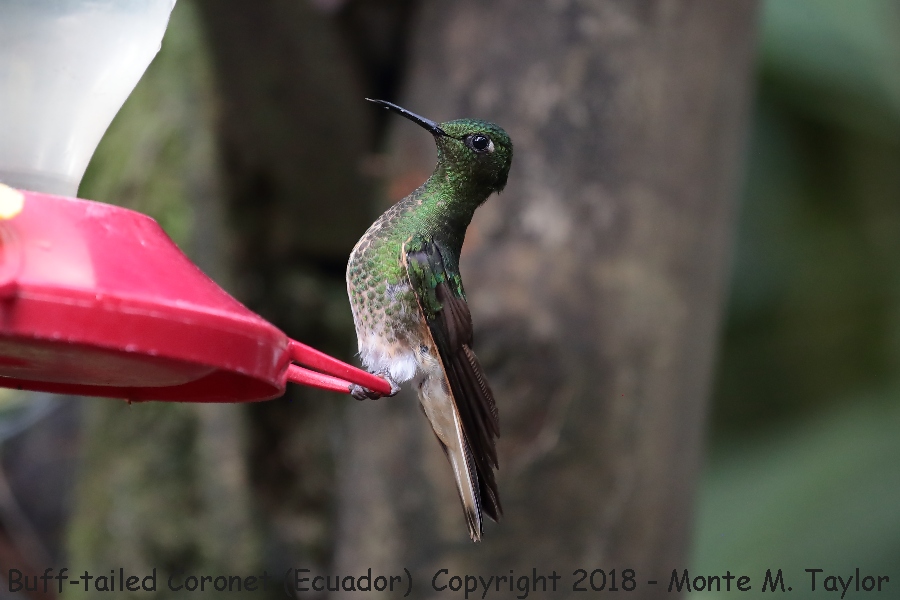 Buff-tailed Coronet -November- (Guango Lodge, Ecuador)