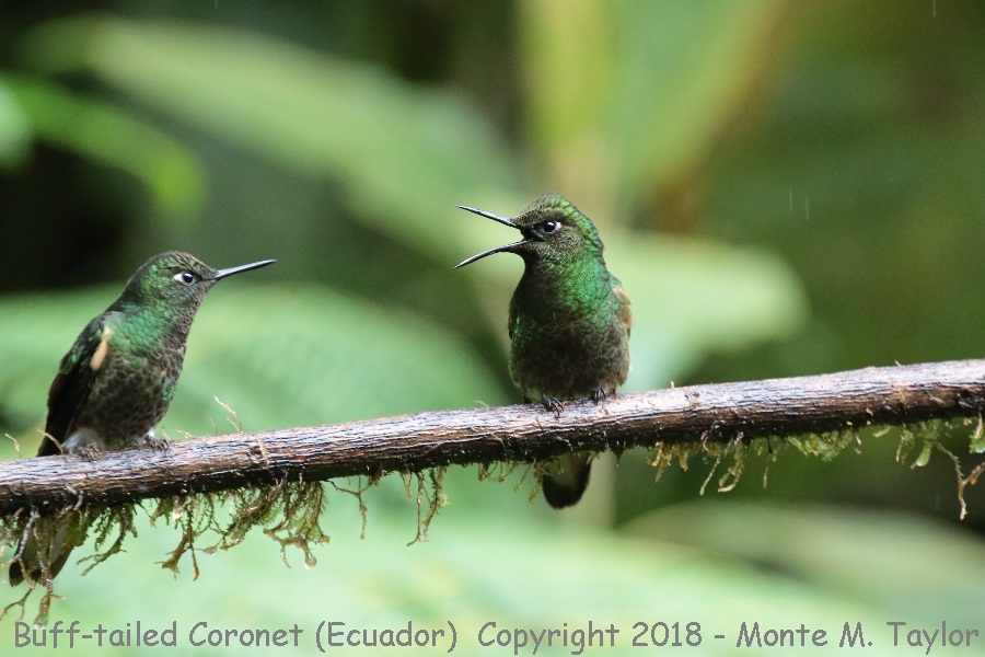 Buff-tailed Coronet -November- (Guango Lodge, Ecuador)