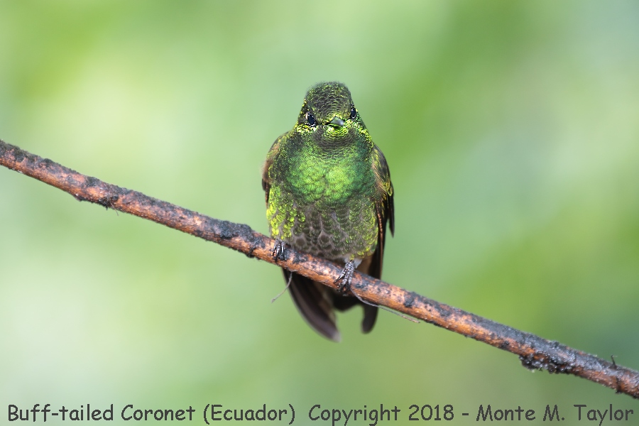 Buff-tailed Coronet -November- (Bellavista, Ecuador)