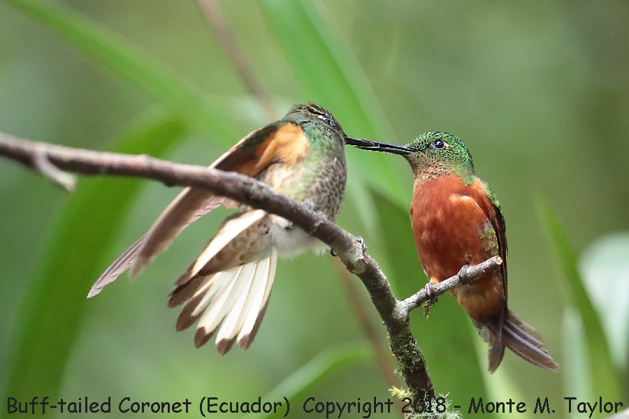Buff-tailed Coronet on right -November- (Guango Lodge, Ecuador)