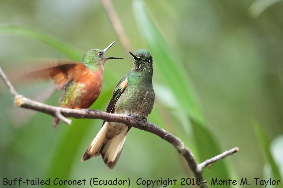 Buff-tailed Coronet on right -November- (Guango Lodge, Ecuador)