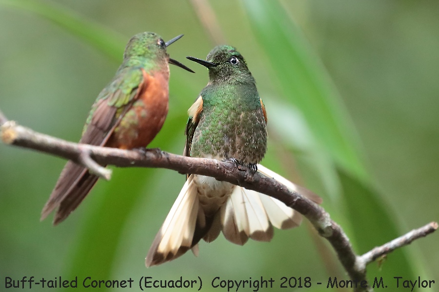 Buff-tailed Coronet on right -November- (Guango Lodge, Ecuador)