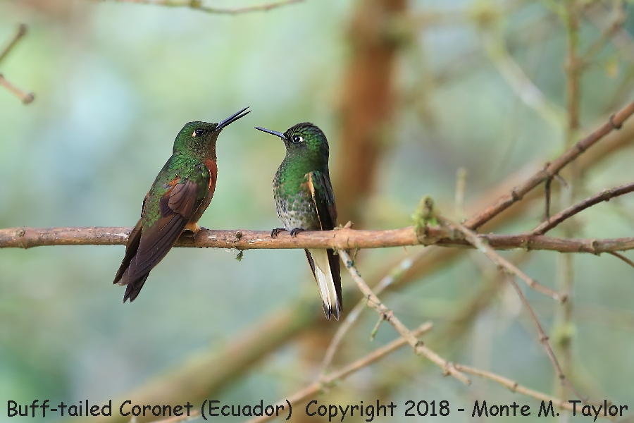 Buff-tailed Coronet -November- (San Isidro Lodge, Ecuador)
