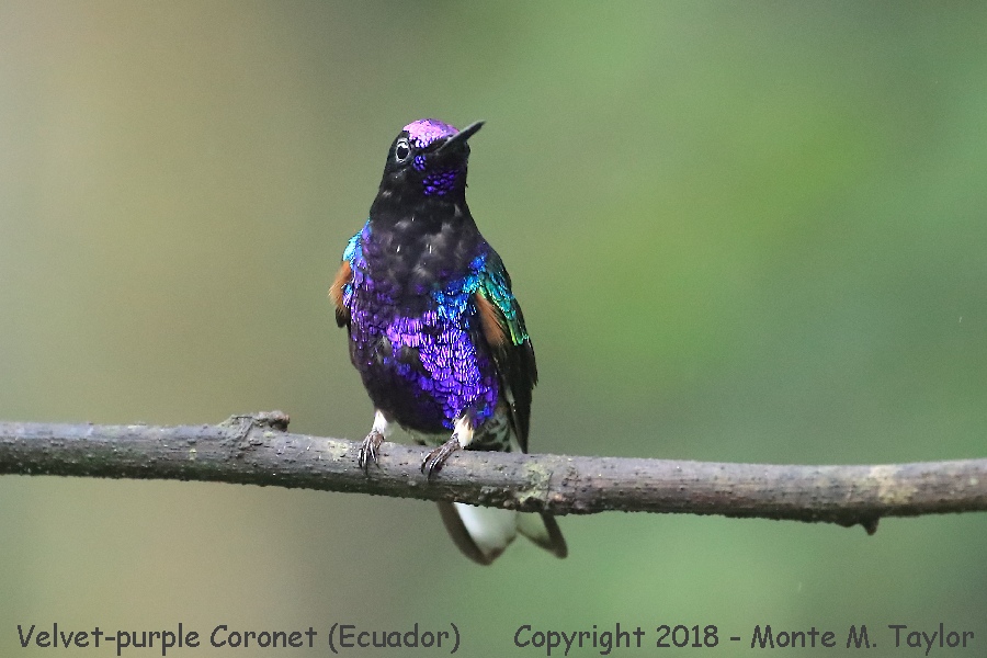 Velvet-purple Coronet -November- (Bellavista, Ecuador)