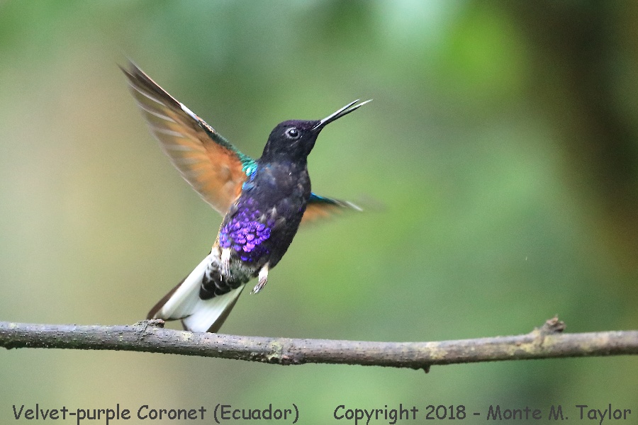 Velvet-purple Coronet -November- (Bellavista, Ecuador)