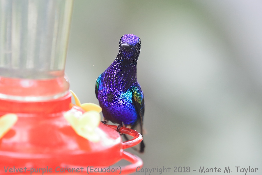 Velvet-purple Coronet -November- (Mashpi, Ecuador)