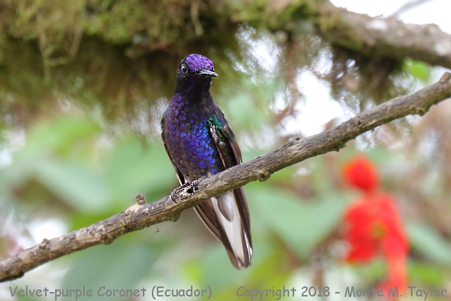 Velvet-purple Coronet -November- (Paz Reserve, Ecuador)