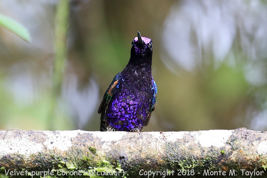 Velvet-purple Coronet -November- (San Tadeo, Ecuador)