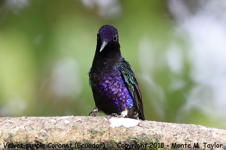 Velvet-purple Coronet -November- (San Tadeo, Ecuador)