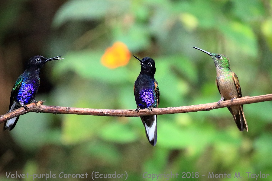 Velvet-purple Coronet w/ Fawn-breasted Brilliant -November- (San Tadeo, Ecuador)
