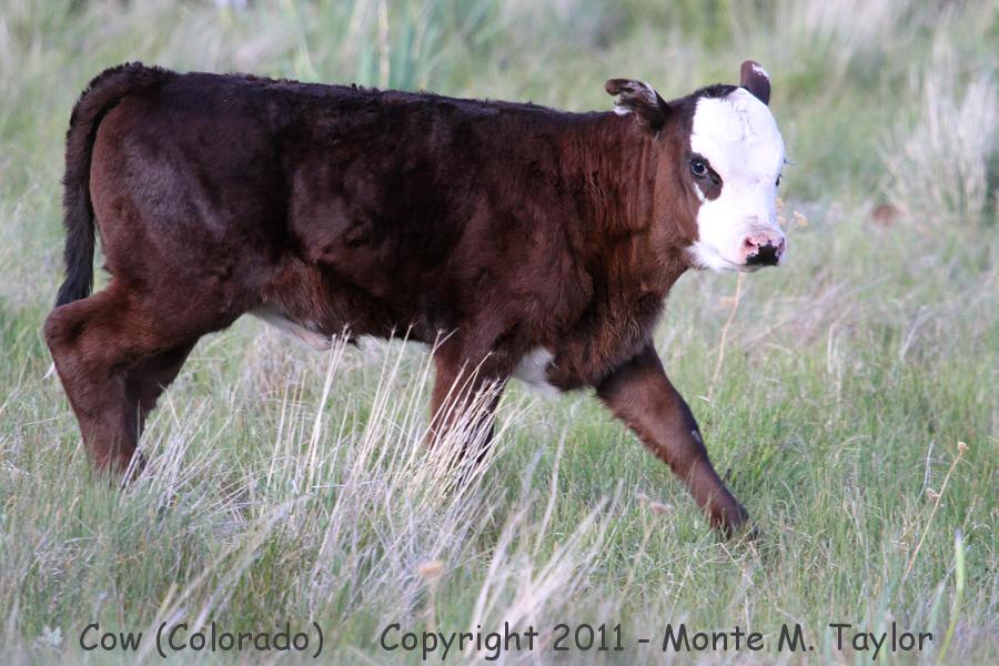 Cow -spring- (Colorado)