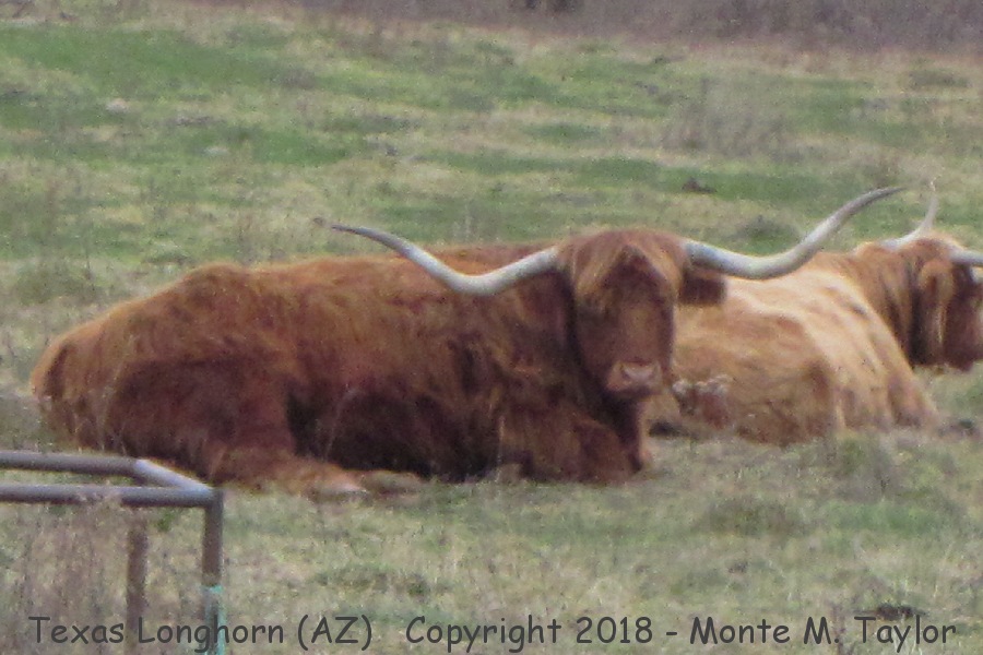 Texas Longhorn cow -winter- (Arizona)