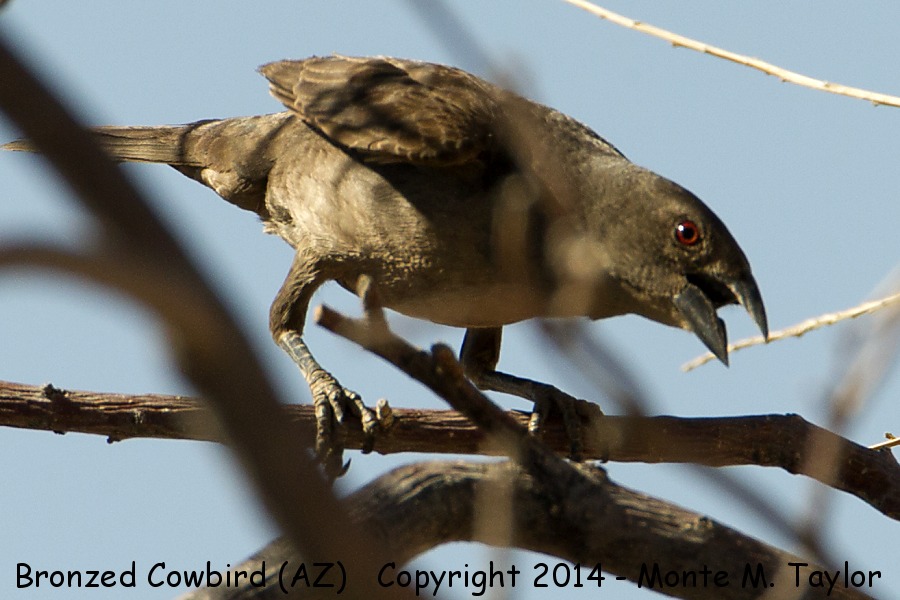 Bronzed Cowbird -summer female- (Arizona)