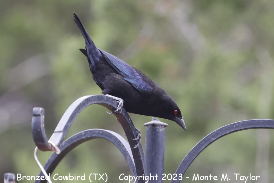 Bronzed Cowbird -spring male- (Texas)