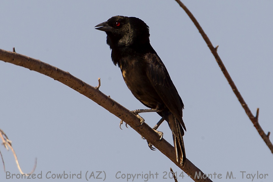 Bronzed Cowbird -summer male- (Arizona)