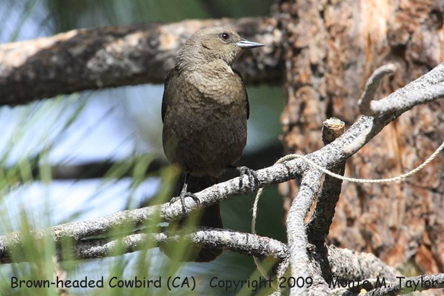 Brown-headed Cowbird -spring female- (California)