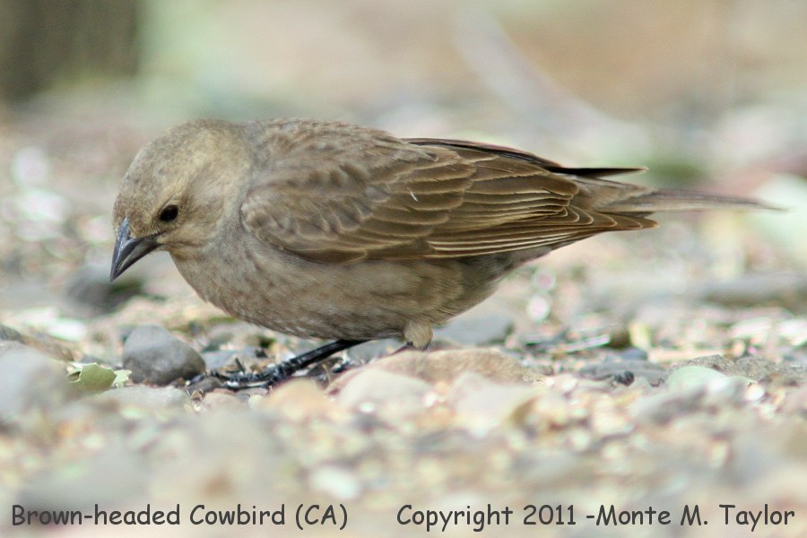 Brown-headed Cowbird -spring female- (California)