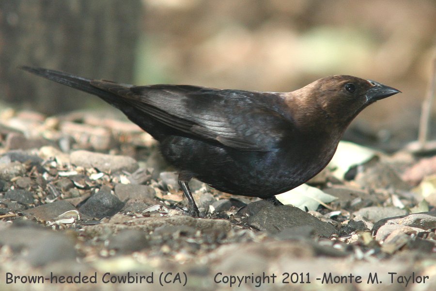 Brown-headed Cowbird -spring male- (California)