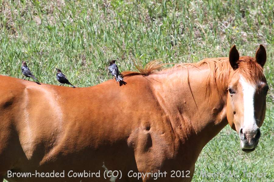 Brown-headed Cowbird -summer on top of horse- (Colorado)