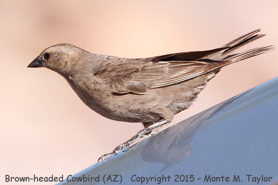 Brown-headed Cowbird -spring female- (Arizona)