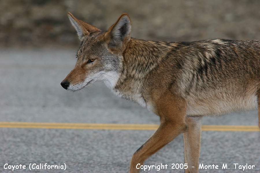 Coyote (California)