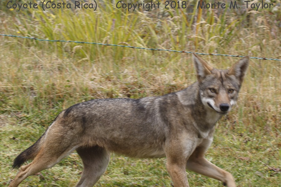 Coyote -winter- (Costa Rica)